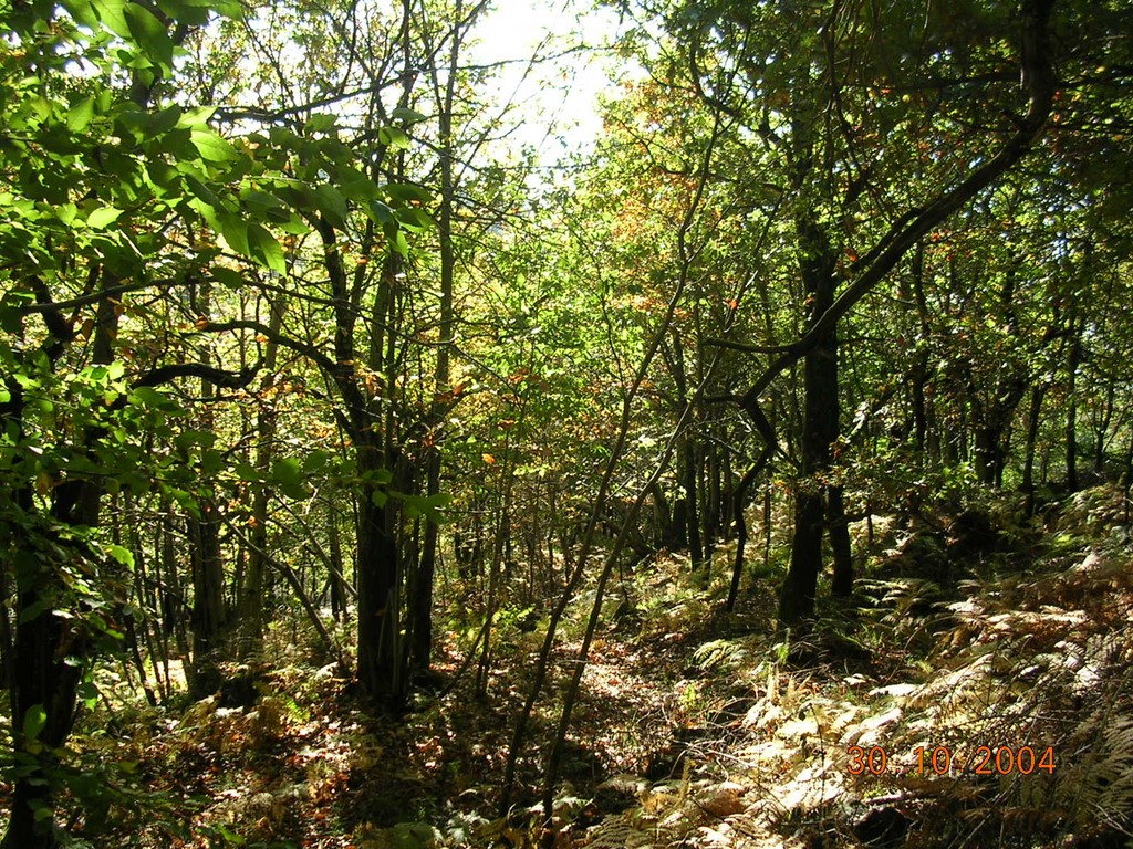 châtaigneraie à l'abandon