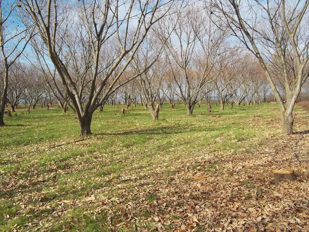 Parcelle bouche de bétizac