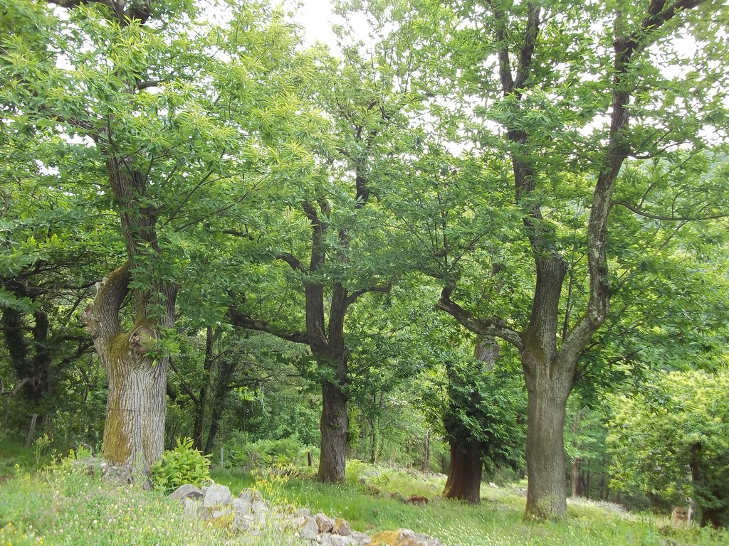 Châtaigneraie aprés rénovation 2