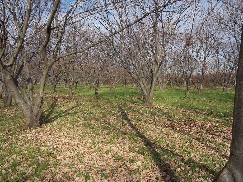 Parcelle bouche de bétizac