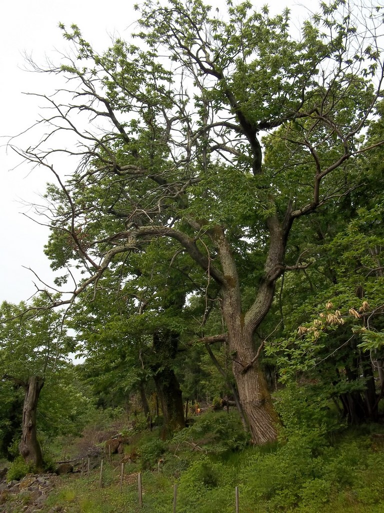 chataignier à élaguer