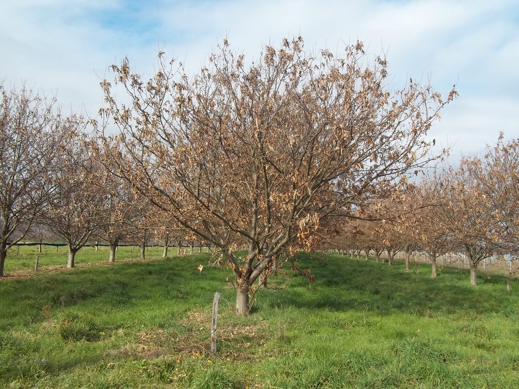 Parcelle marigoule infectée cynips