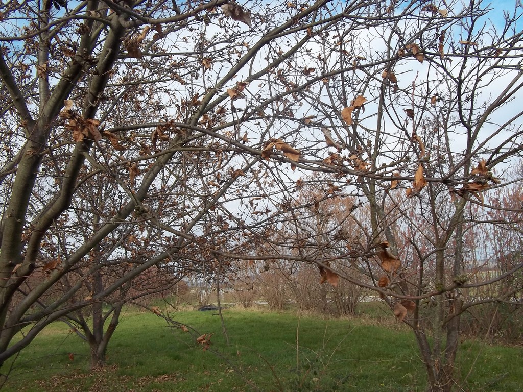 Parcelle marigoule infectée cynips