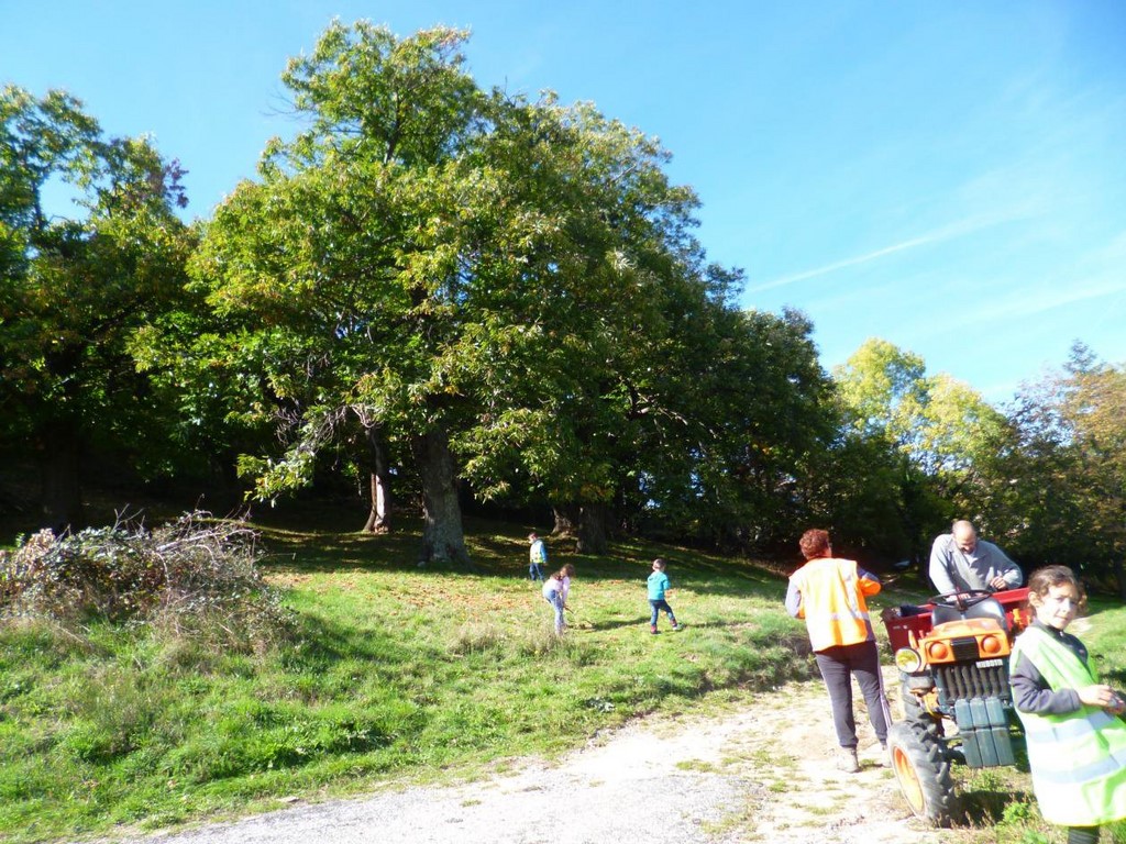 suite du ramassage de chataigne