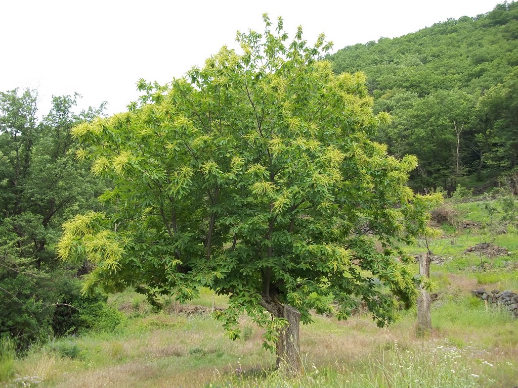 châtaignier 6 ans après élagage