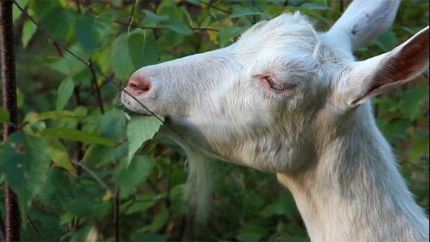 chèvre mangeant des feuilles