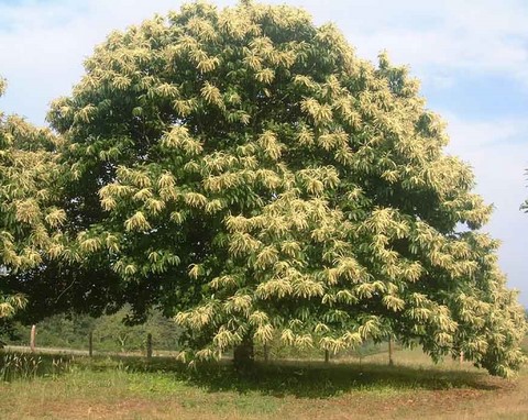 l'arbre à pain châtaignier