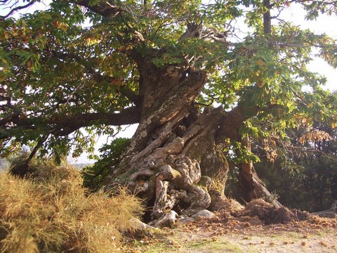 vieux châtaignier