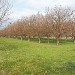 Parcelle marigoule infectée cynips